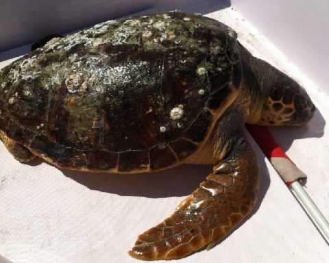 Altra tartaruga morta in mare. Gli ''assassini'': ami, reti ed eliche