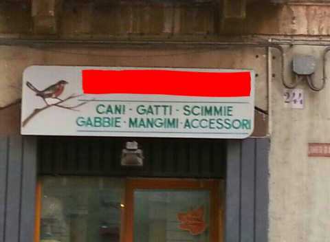 Bari, in via Dante c' un negozio che vende scimmie: ma  illegale