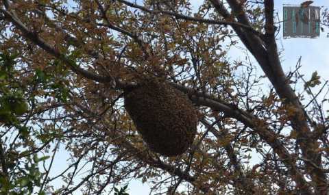 Un alveare di 50mila api nel Campus: ma in questi casi chi interviene?