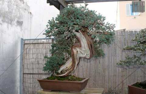 Piccoli, antichi e preziosi: i bonsai. A Bari una scuola insegna come curarli
