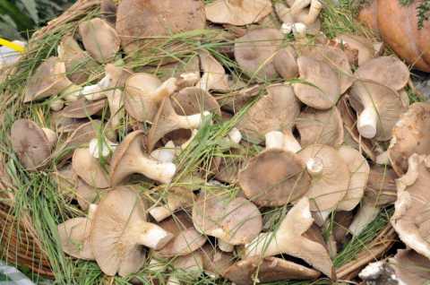 Ruvo, nel centro storico arriva la terza tappa della sagra del fungo cardoncello