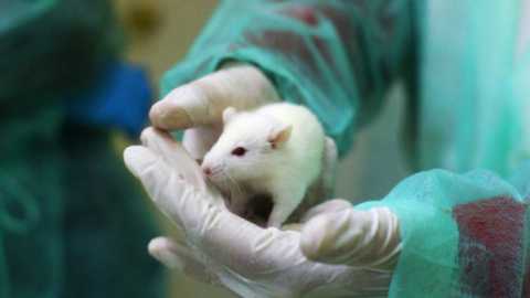 La sperimentazione sugli animali  necessaria? Gli esperti rispondono