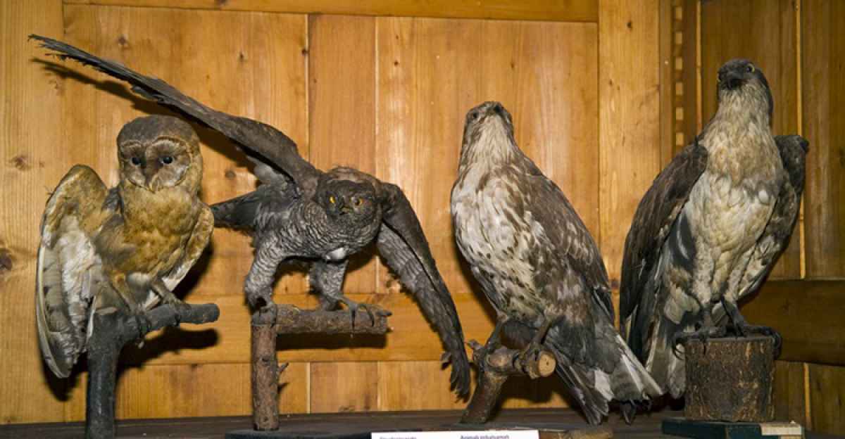 Lunico Imbalsamatore Di Bari Così Non Ci Si Separa Dal