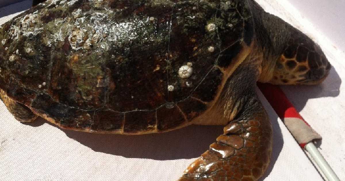 Altra tartaruga morta in mare. Gli ''assassini'': ami, reti ed eliche