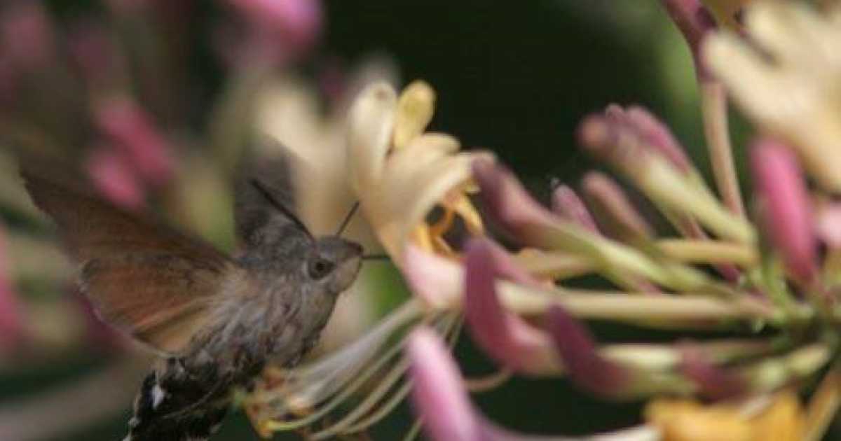 Lama Balice, il biowatching degli insetti: �Nel parco pi� di cento specie�