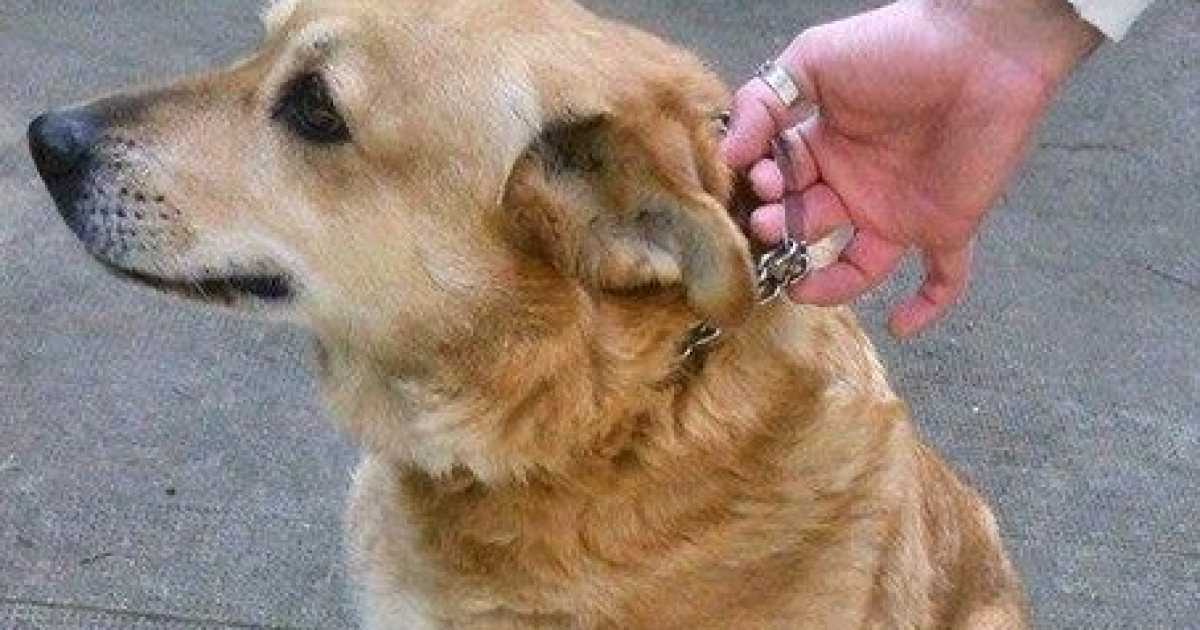 Il Bari fallisce, il cane dello stadio rischia lo sfratto: �Aiutiamo Linda�