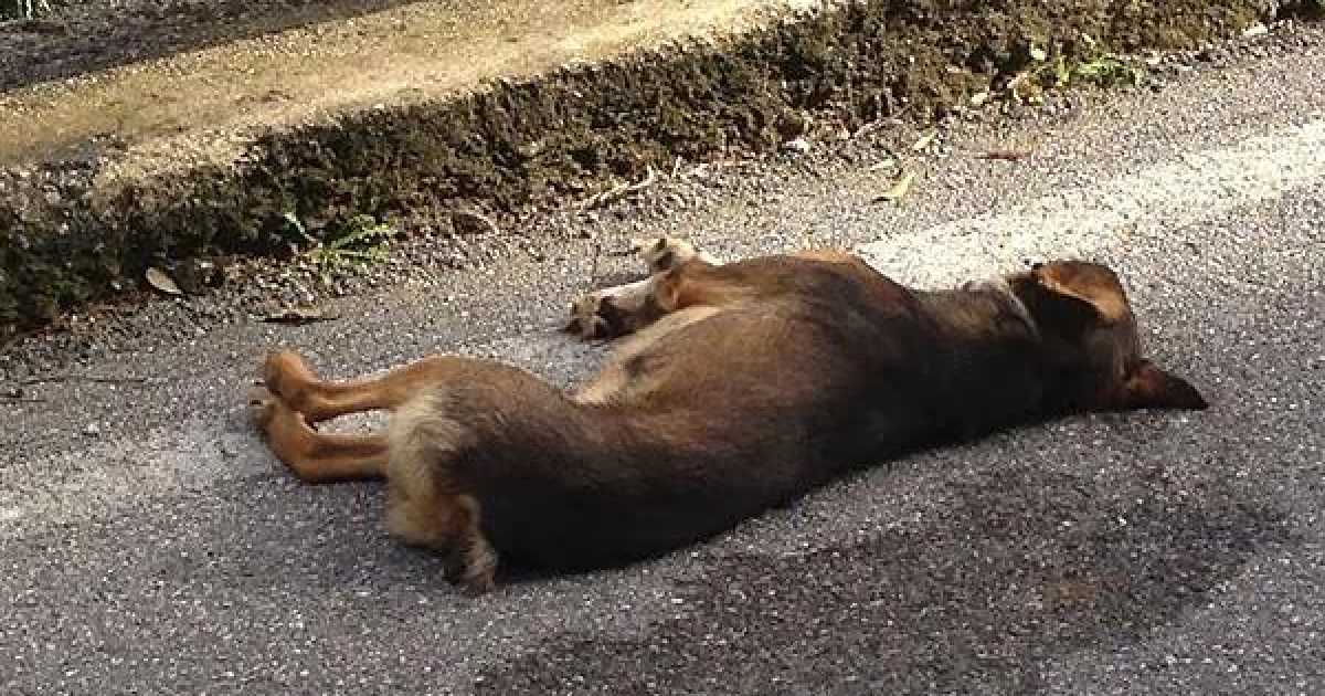 Un animale ferito per strada? A Bari nessuno potr� soccorrerlo