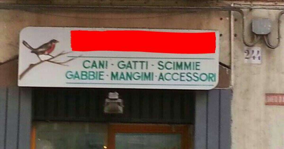 Bari, in via Dante c'� un negozio che vende scimmie: ma � illegale