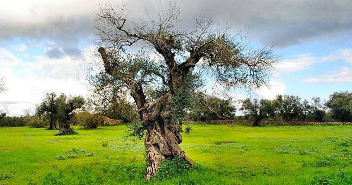 Gli ulivi colpiti da un batterio californiano: � giallo in Salento