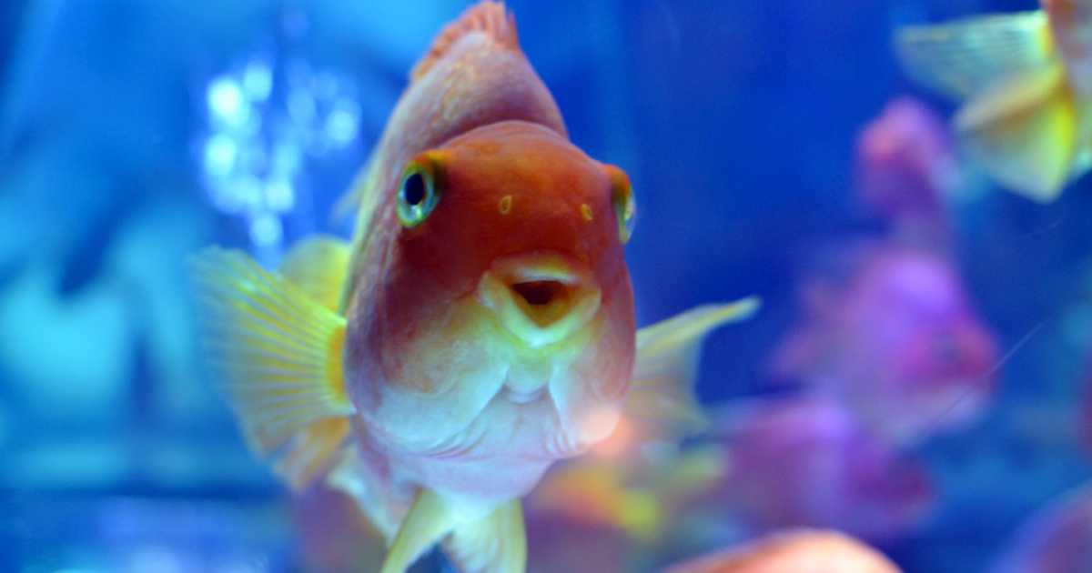 Sano come un pesce? Macch�, loro si ammalano e c'� pure chi li cura