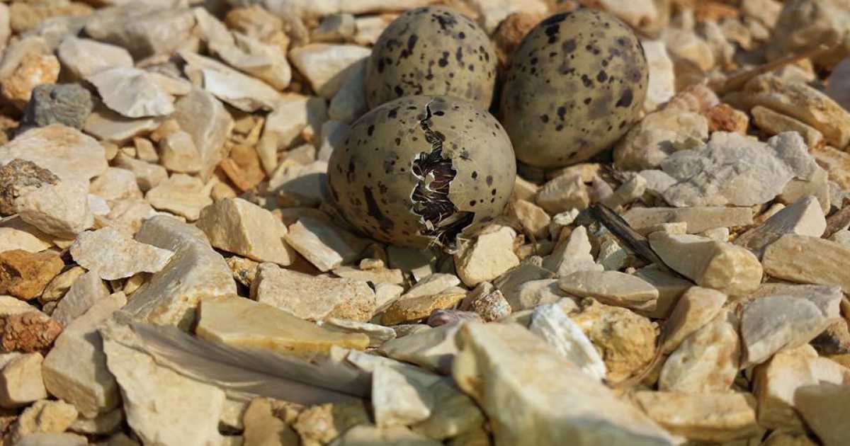 Molfetta, nidi di fraticello nel porto: ecco come � avvenuto il salvataggio