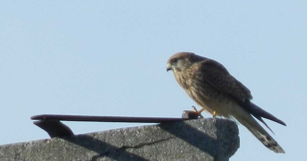 La ''citt� giungla'': gli uccelli selvatici stanno scappando dalle campagne