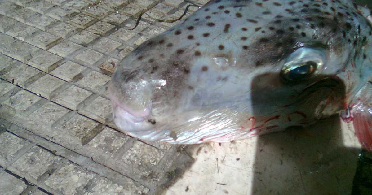 Catturato anche a Bari il pesce palla maculato: attenzione, � velenoso