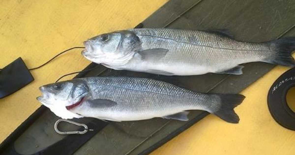 Si rompe la vasca di un allevamento di pesce: tonnellate di spigole in mare
