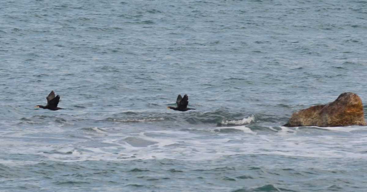 Bari, sul lungomare ospiti inediti e portafortuna: i cormorani