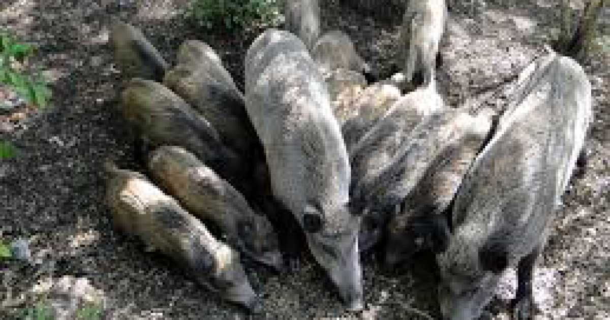 Parco dell'Alta Murgia, troppi cinghiali: �Si va verso l'abbattimento selettivo�