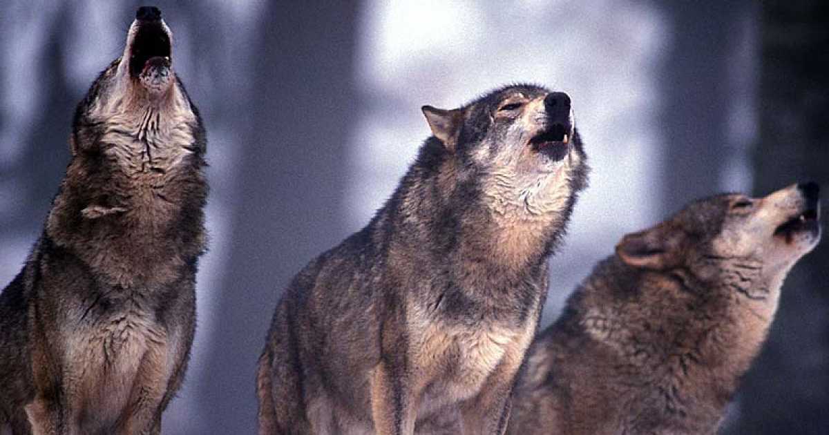 Alta Murgia, tracce e avvistamenti: i lupi sono tornati in Puglia