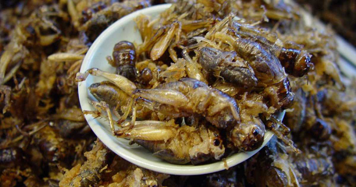 Formiche al cioccolato, grilli al curry, gin di lombrichi: c'� un negozio per palati ''coraggiosi''