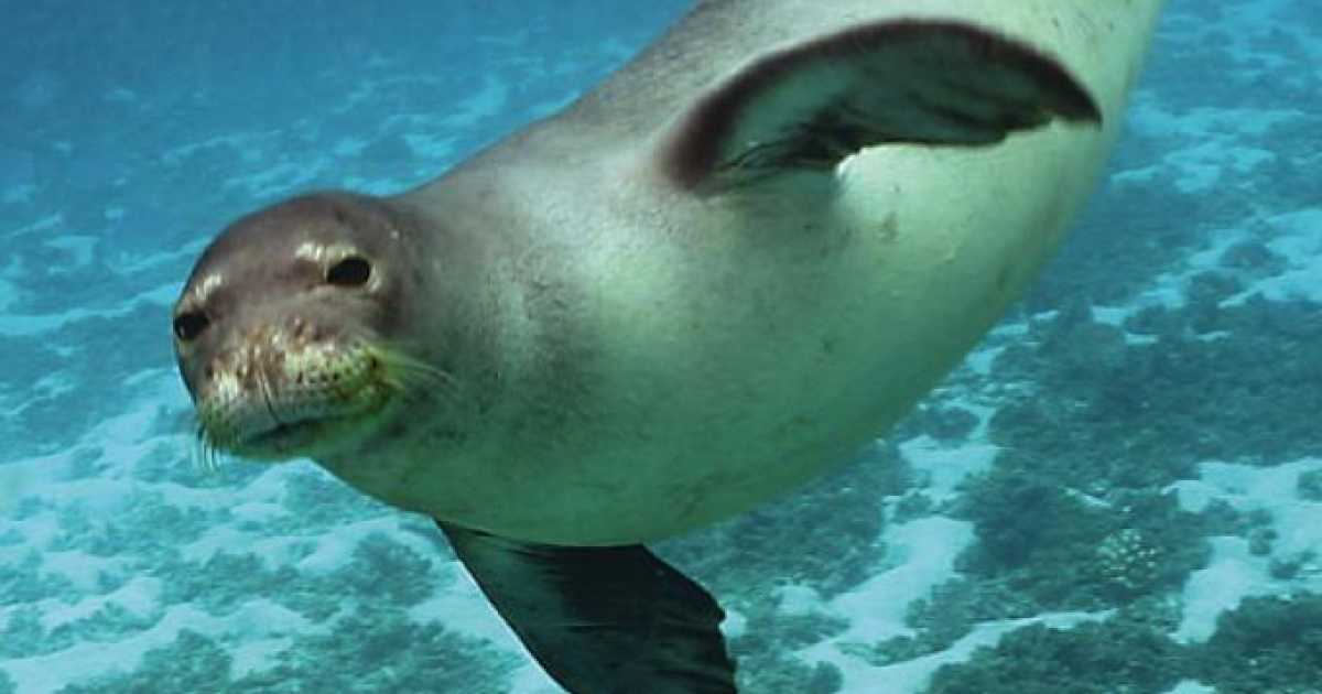 Salento, dopo 30 anni avvistata una foca monaca: �Rischia l'estinzione�