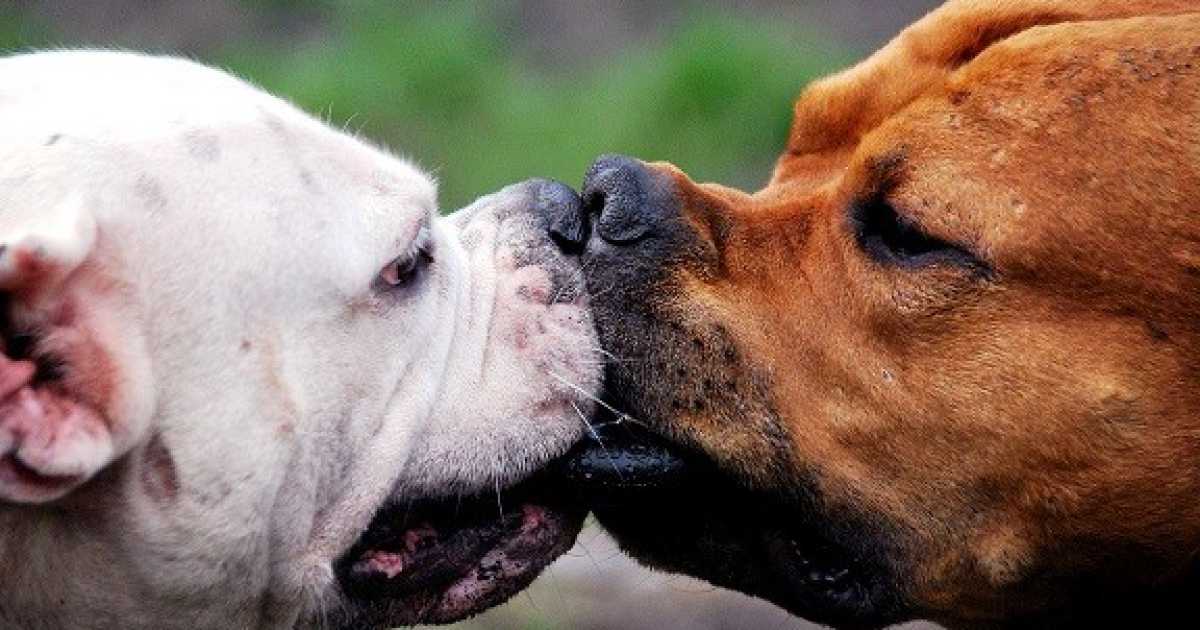 Animali e accoppiamento, ma esiste l'omosessualit� tra i cani?  