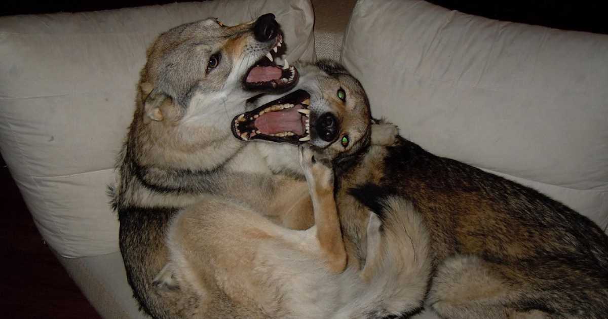 Allevare in casa i cani lupo: �Per loro un chilo di carne cruda al giorno�