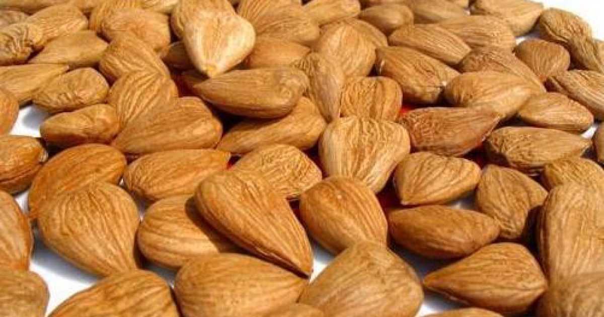I semi dell'albicocca: panacea di ogni male o veleno mortale?