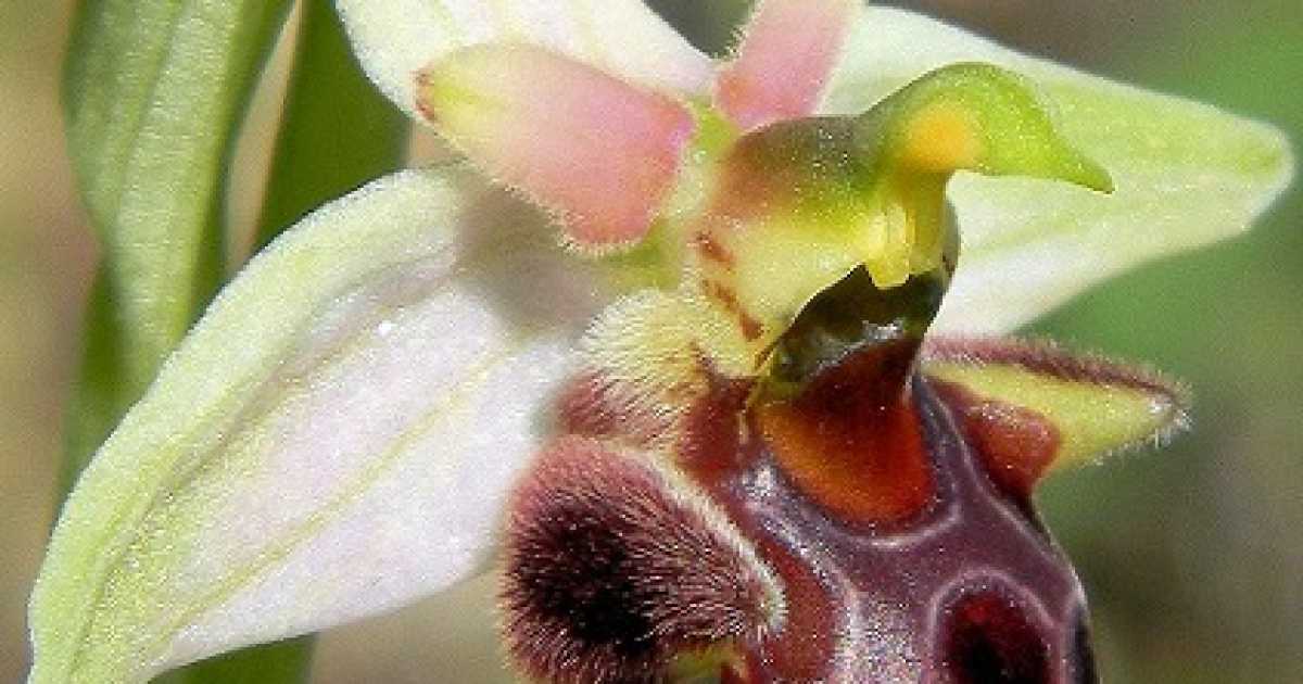 Gargano terra di fiori: scoperta una nuova orchidea, l'Ophrys Mattinatae