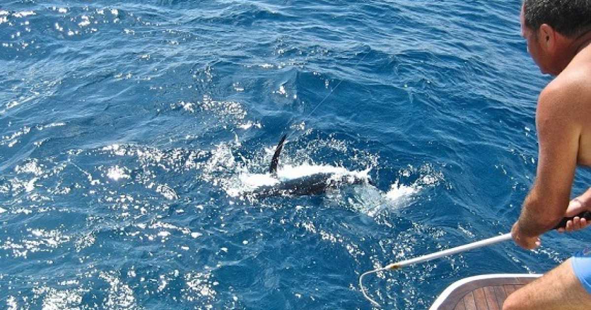 A Mola il campionato italiano di traina d'altura. La preda: il tonno alalunga 