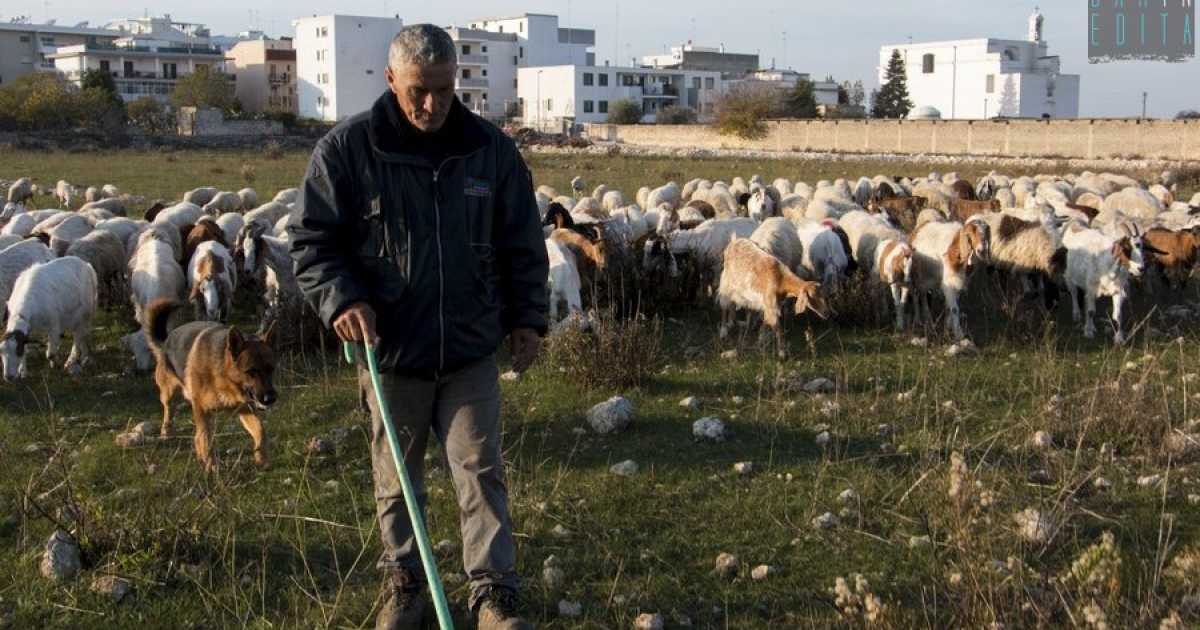 A Bari e dintorni ne sono rimasti otto: alla scoperta degli ultimi coraggiosi pastori