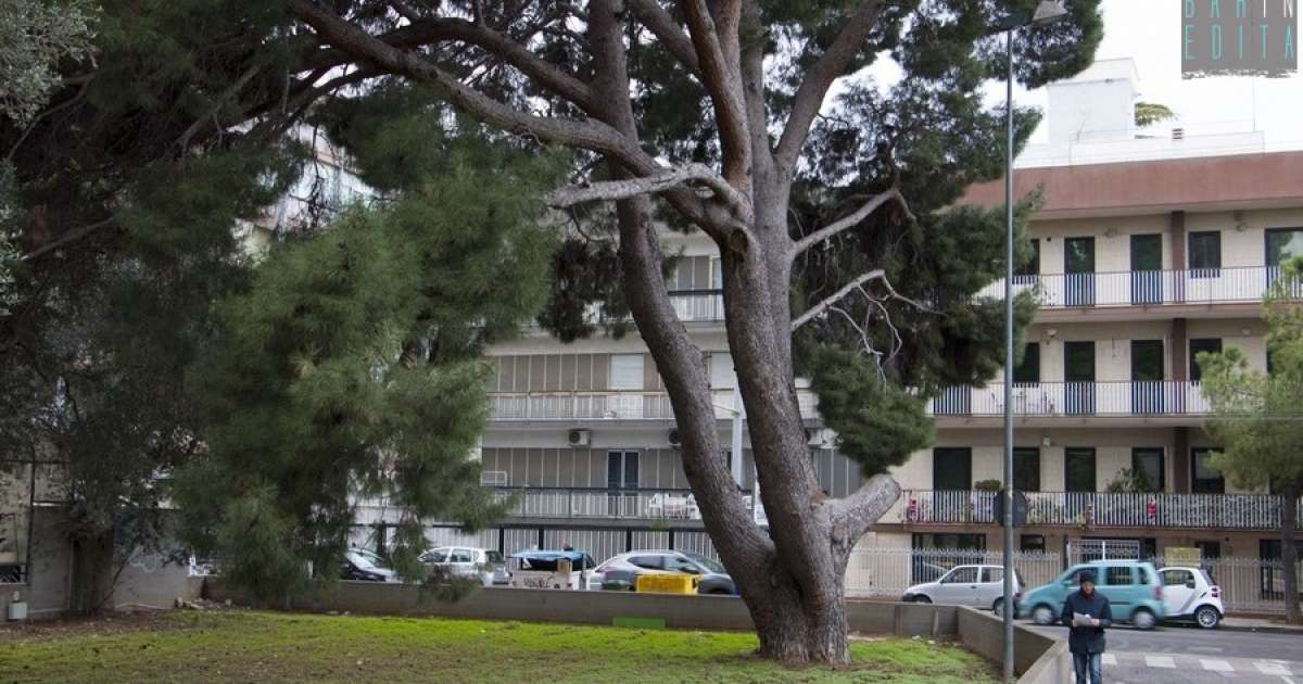 Il pino di Carrassi e il leccio di Carbonara: ecco i due alberi monumentali di Bari
