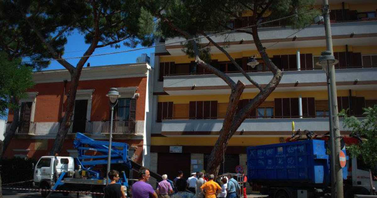 Il pino secolare di Palese: dopo 200 anni rischia l'abbattimento