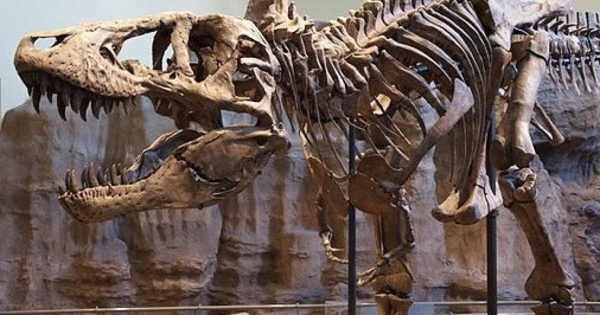 Sulle orme dei dinosauri, quando in Puglia c'erano gli uccelli con i denti