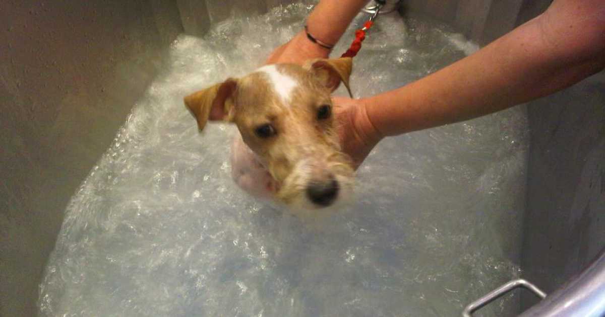 I cani di oggi, tra vestitini alla moda, slip da mare e percorsi benessere