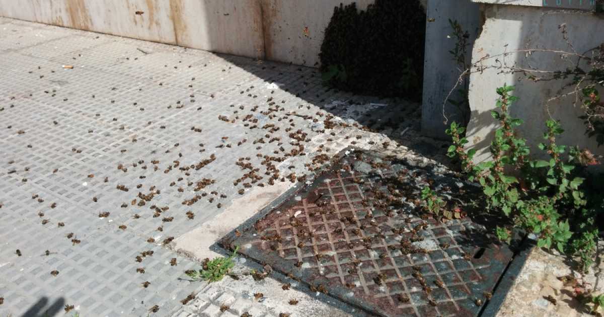 Bari, avvelenate centinaia di preziose api nell'istituto Di Cagno Abbrescia