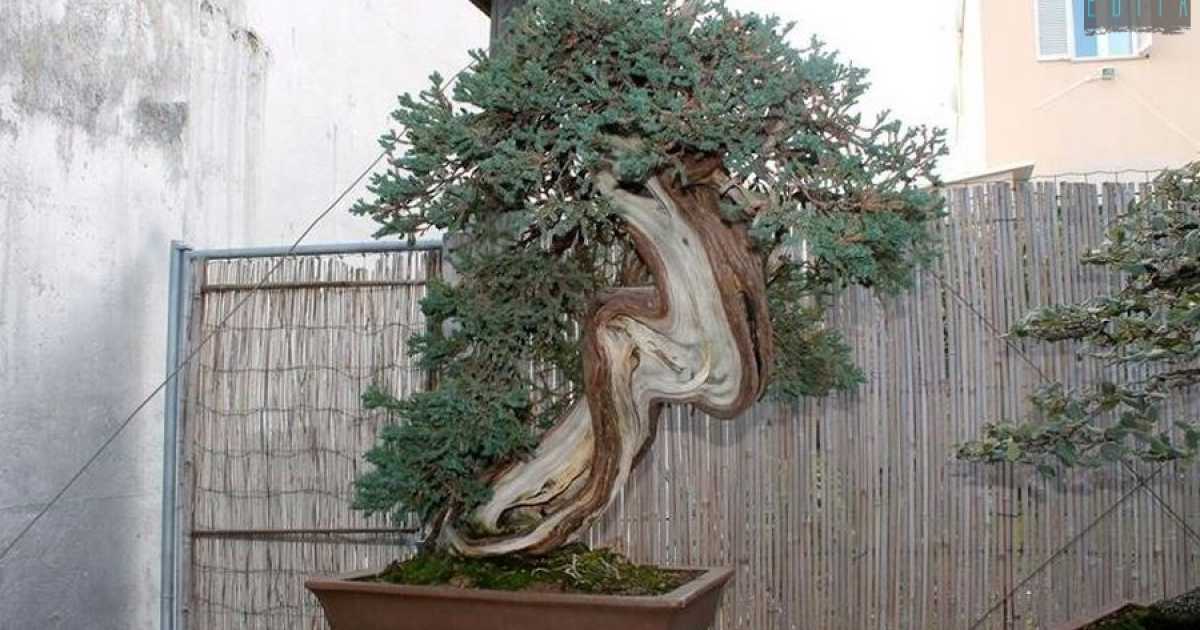 Piccoli, antichi e preziosi: i bonsai. A Bari una scuola insegna come curarli
