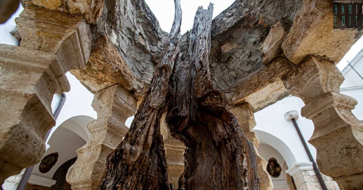 Bitetto, dita trafugate e alberi miracolosi: la storia del Beato Giacomo e del suo santuario