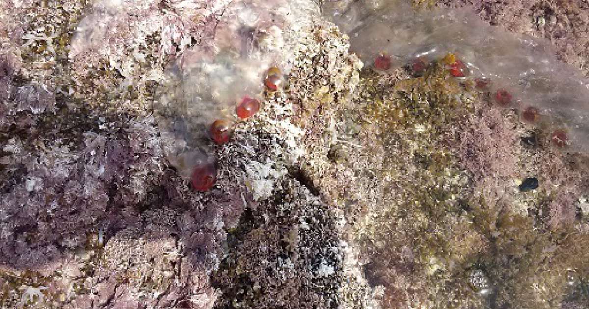 Allarme meduse nel mare: in realt� sono innocue ''salpe''