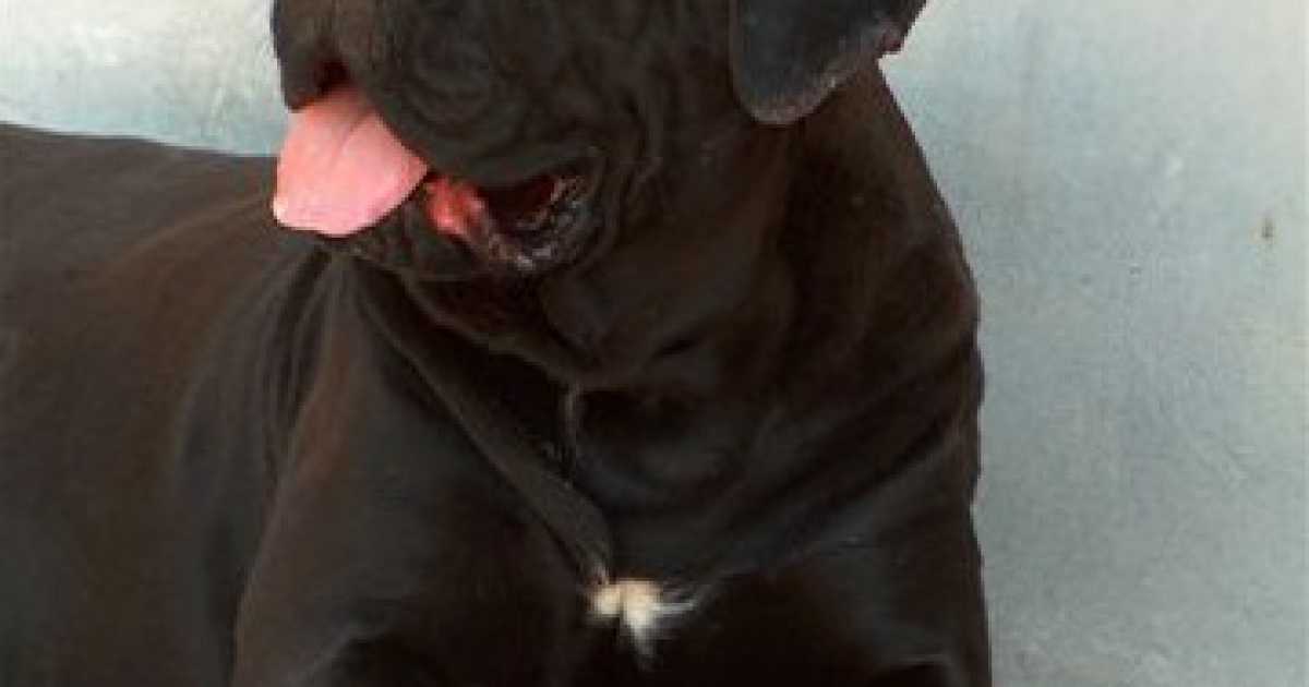 Dal Corso al Lottatore brindisino: tutte le razze di cani ''made in Puglia''