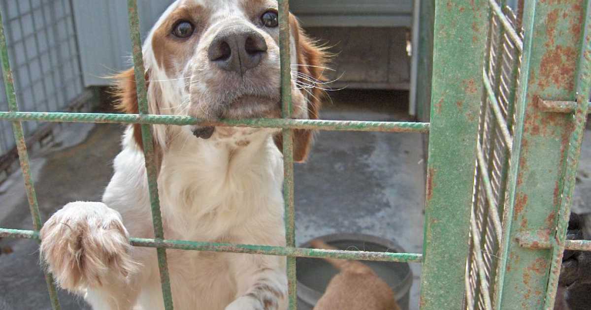 Casa grande, reddito alto, motivazioni giuste: difficile adottare un cane