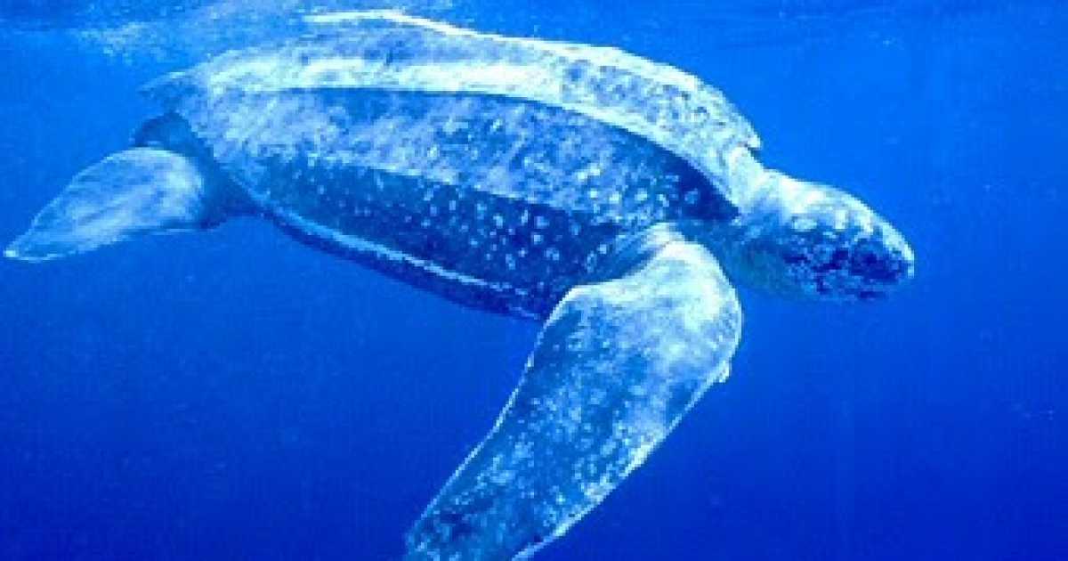 Bari, c'� un ''mostro marino'' nelle acque del porto: parola di pescatori