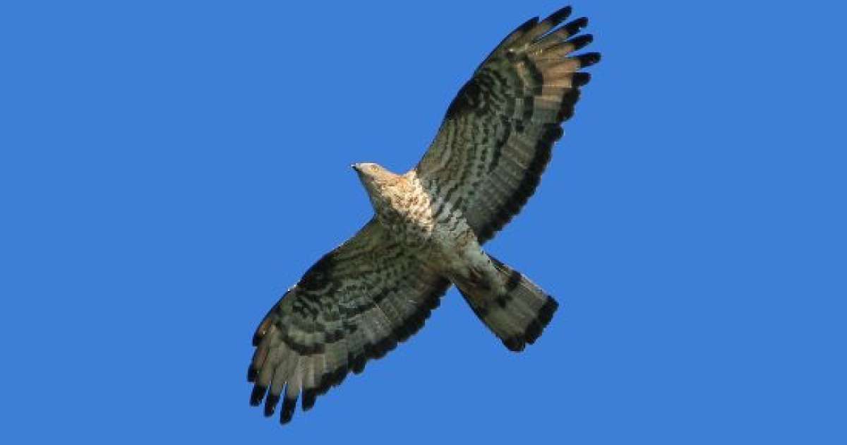 Osservatorio faunistico: il soccorso agli animali feriti