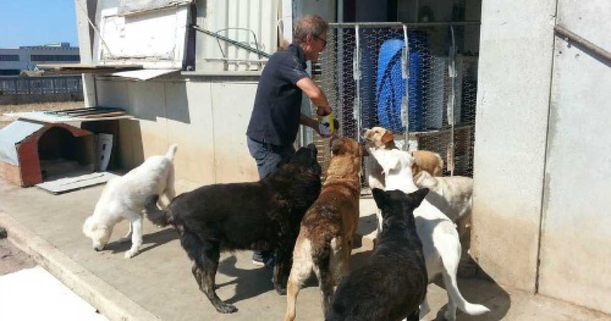 La storia del signor Franco: da solo accudisce pi� di 100 cani