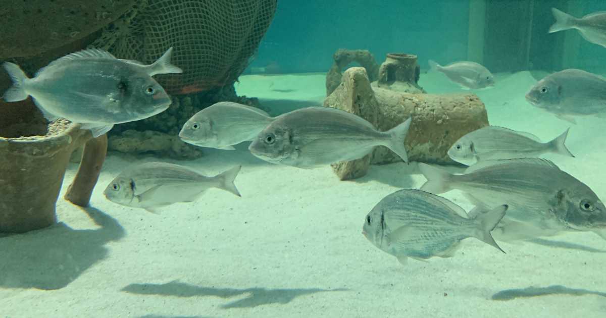 A Egnazia si inaugura l'acquario: pesci dell'Adriatico in 30mila litri di acqua salata