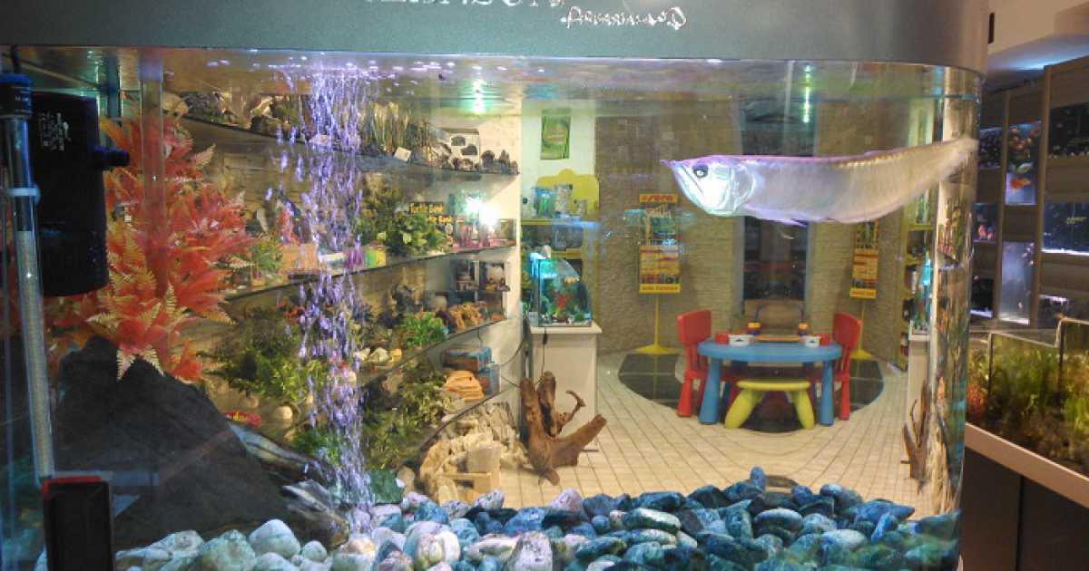 Dai pesci rossi a quelli tropicali da 3mila euro: i segreti degli acquari