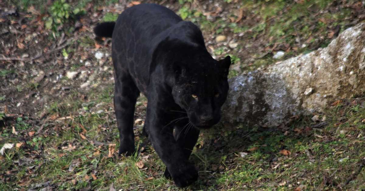 Pantera nera a Bari, l'esperto: �� nata in cattivit�, il suo comportamento � imprevedibile�