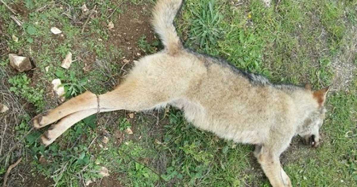 Cinque lupi trovati morti in Puglia: �Gli allevatori difendono le greggi�