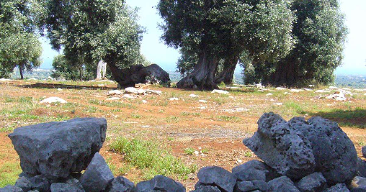 Legge ''taglia ulivi'', i pro e i contro: Amati vs Laddomada e Arpa