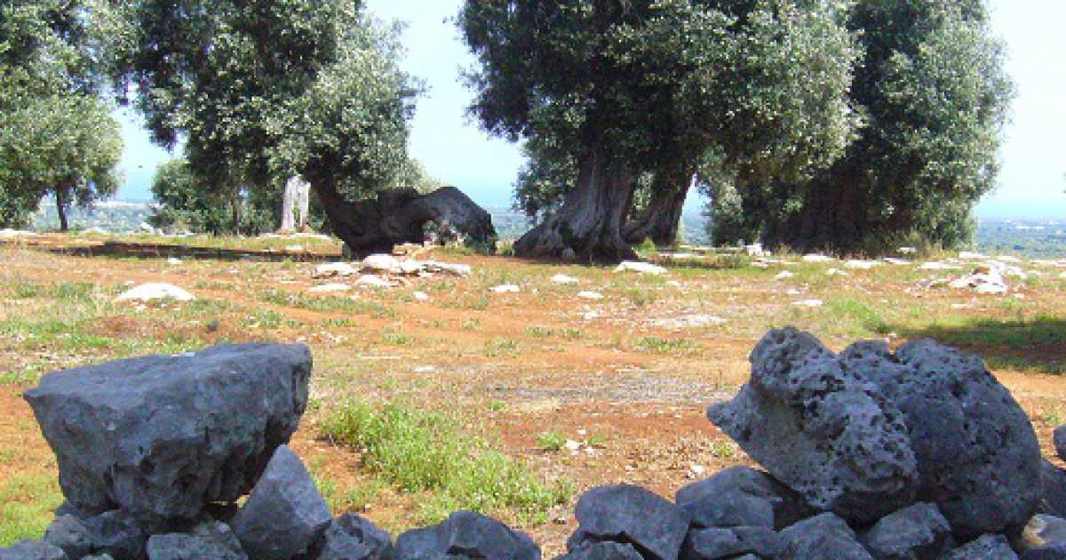 Ulivi secolari, arriva il colpo mortale: niente pi� paletti all'espianto