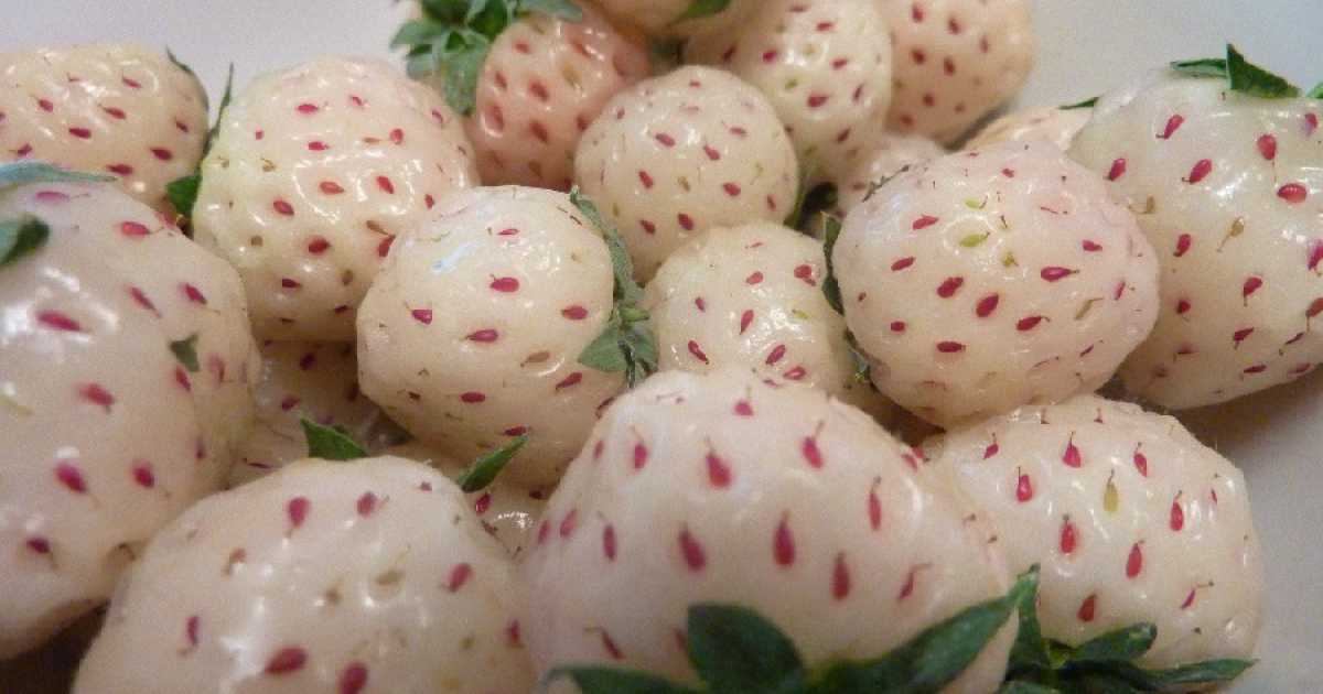 I frutti ibridi? Aprium, grapple e metis. Ma anche il limone � un incrocio