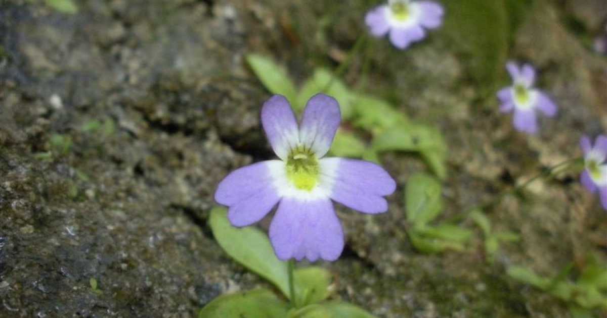 Addio Pinguicola hirtiflora: alluvione spazza via la rara pianta carnivora
